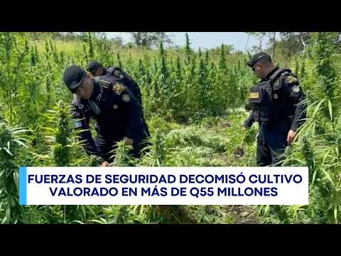 Erradican más de 110 mil matas de marihuana en Petén durante operativo interinstitucional