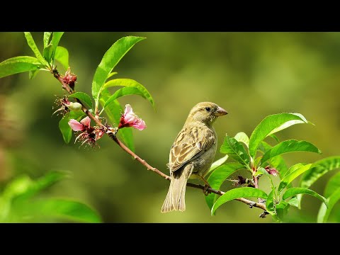 3 Hour Bird Sounds Relaxation for Stress Relief 🐦 Peaceful Forest Birds Chirping Nature Sounds ☘️