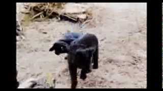 Cute puppies playing (+ Doro Pesch - Always Live to Win)