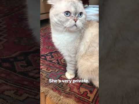 Taylor Swift's cat Olivia thumnail