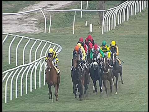 Galoppo 28/01/2017 - 1ª corsa