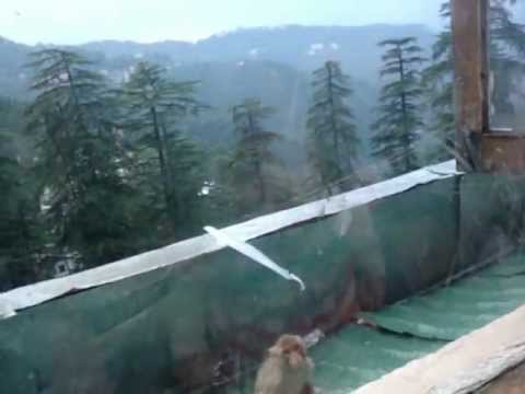 tamseel play with monkey