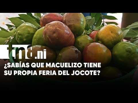 Jocote, motor de la economía familiar, brilla en feria municipal de Macuelizo