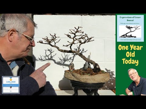 Japanese Larch Repot and One Year on YouTube - THANK YOU!!!