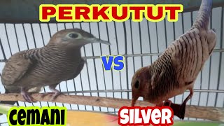 Download lagu Perkutut CEMANI vs SILVER saling beradu suara MANGGUNG GACOR mp3 Download lagu Perkutut CEMANI vs SILVER saling beradu suara MANGGUNG GACOR mp3