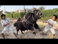 Angry Bull Ko Pakar Lea