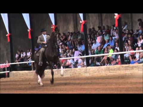 Dancing Nite - Champion Park Horse Prys 2013