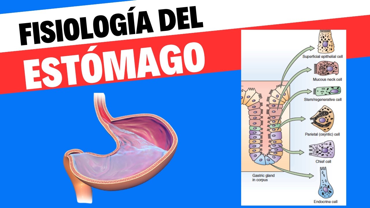 Fisiología del estómago