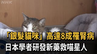 [情報] 銀髮貓咪 高達8成罹患腎病 日本學者研發