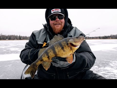 Early Ice Jumbo Perch & Predators with Bro!
