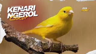 Download lagu Kenari Gacor Full Isian Masteran Full Tembakan Jernih mp3