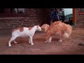 Kompilasi Kucing Berantem Cat Fights Compilation