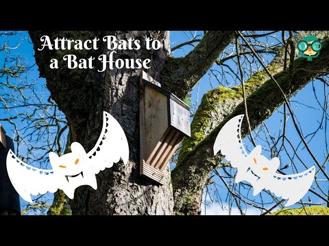 How to Attract Bats to a Bat House? How to Attract Bats to My Bat House?