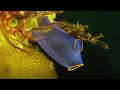 Facts Sea Squirts Ascidians