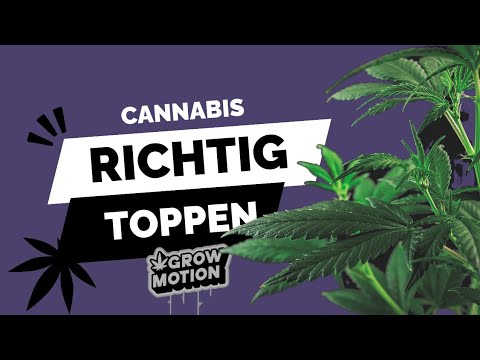 Cannabis Toppen, Cannabis Trainingstechnik - how to grow - homegrow