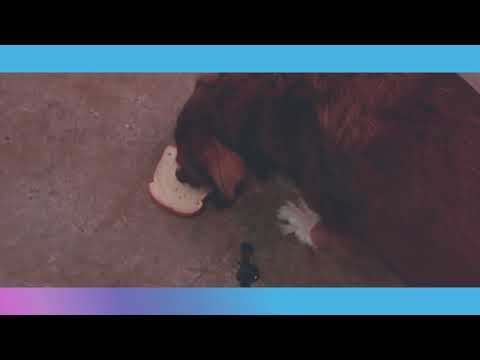 The SNDWRx Bread Challenge - Finn the Dog - SNDWRx