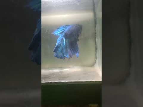 Fighter blue betta fish, size: 2inches