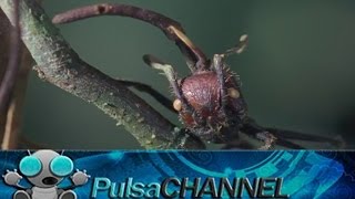 TOP 10 Animales con un Perturbador Comportamiento