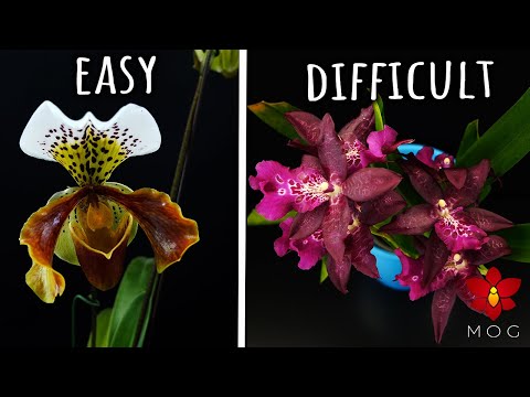 , title : 'Easy Orchids VS Difficult ones - Rating my Orchids by difficulty level! 🤔'
