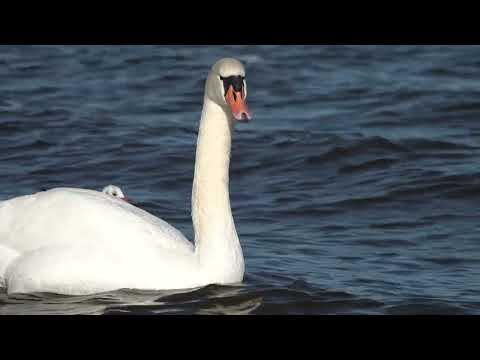 Ueckermünde und  Umgebung
