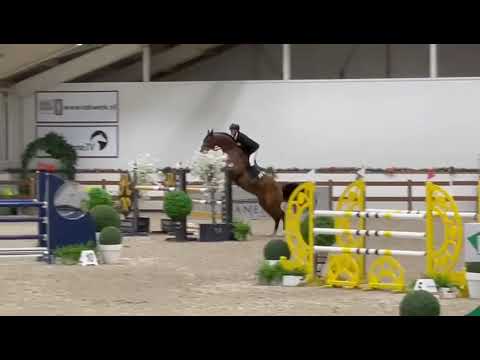 Lamaze TN - stallion competition Peelbergen 2022- Kars Bonhof.