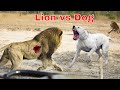 Top 10 Dog Breeds Capable Of Killing A Lion 10 LION FIGHTING DOG BREEDS Pets Blogz