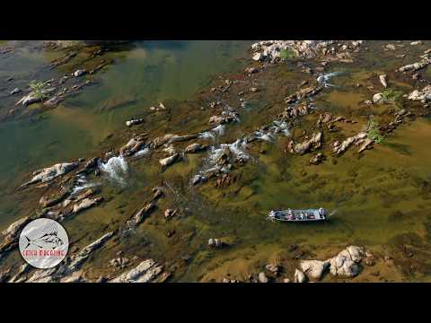 Fly Fishing Deep in the Amazon Jungle – Peacock Bass, Wolf Fish & Kayapó Traditions