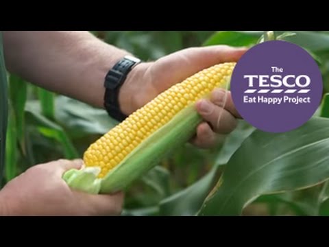 Join us in the English countryside to see how sweetcorn gets from farm to fork