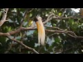 Lesser Bird of Paradise