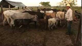 preview picture of video 'Jesús Pérez y la producción de leche en La Picapica.mpg'