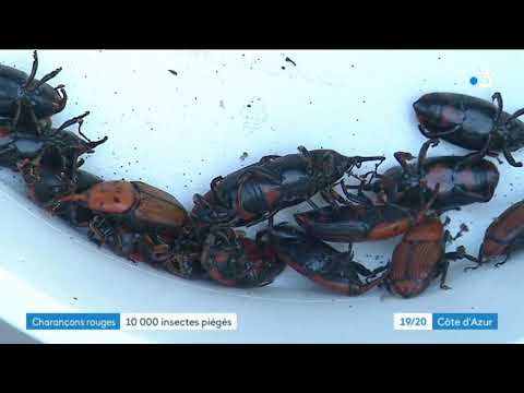Fréjus / Saint-Raphaël : 10 000 charançons rouges capturés en deux mois