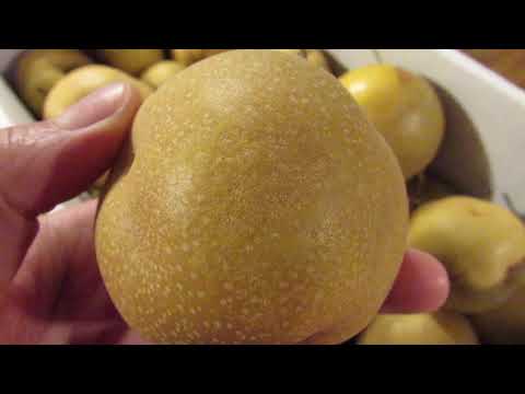 Asian Pear, Golden Russet, and Blue Pearmain Harvest!