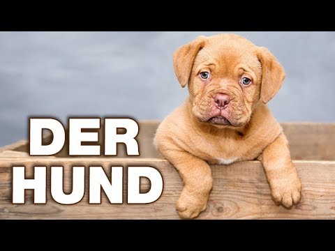 Der Hund - Anatomie und Biologie | Alternative Fakten fürs Referat | Parodie