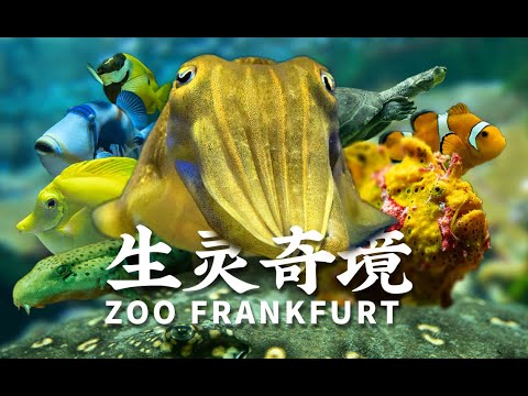 , title : '【生灵奇境】蔚蓝之洲·Zoo Frankfurt 贰·海水篇'