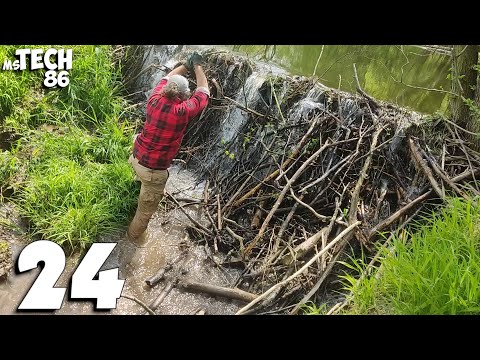 Manual Removal Of The Great Beaver Dam And A Huge Amount Of Water - Beaver Dam Removal No.24