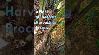 Download lagu Elaeis guineensis Harvesting Process- Good tools and machinery can simplify Tasks mp3