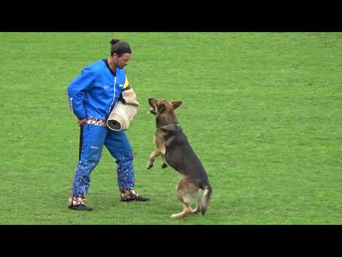 2019 WUSV IGP WM in Modena 60 ESP‐5 ALBERTO MARTINEZ GON  BLIXTRASPORT'S ASTOR M C93