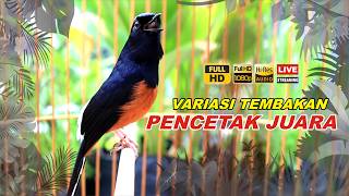 Download lagu 🔴 LIVE 19 - Masteran Murai Batu Pagi Hari Full Isian Tembakan kasar Bikin Murai apapun nyaut Bunyi mp3