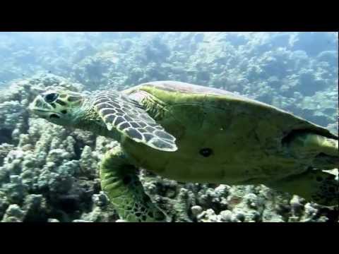 Wadi Lahami Fury Shoals 12-2011 189.MOV