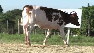 Vídeo 20 - 42º LEILÃO DA TRADIÇÃO | GADO GIROLANDO E HOLANDÊS HVB