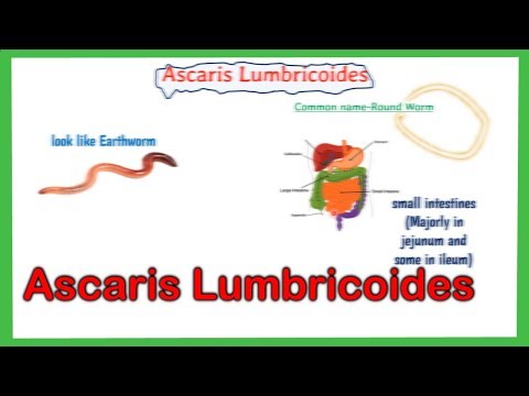 Ascaris lumbricoides (orsógiliszta) | Körinfo