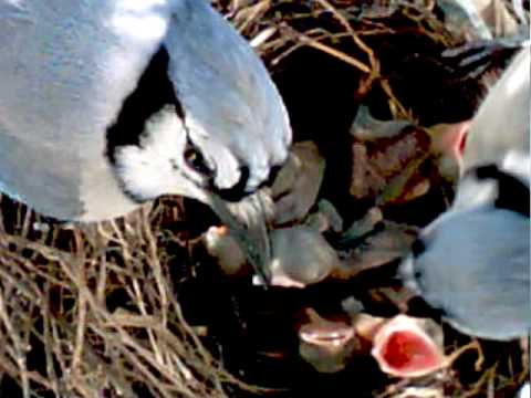 Hyattsville BlueJay Cam