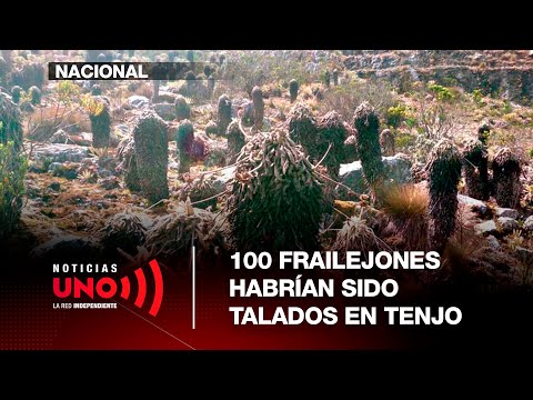 100 frailejones cut down in Tenjo forest reserve | Noticias UNO