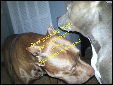 download lagu mp3 mp4 My Dogs Breath Smells Like Cheese, download lagu My Dogs Breath Smells Like Cheese gratis, unduh video klip My Dogs Breath Smells Like Cheese