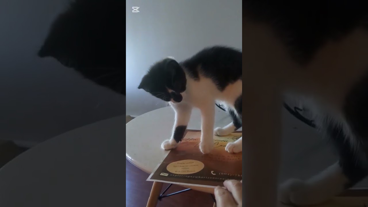 Page, a Adoptable Domestic Short Hair in Abbotsford, BC video 4/4