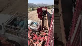 TRANSPORTE DE GANADO MULTINIVEL EN CHINA