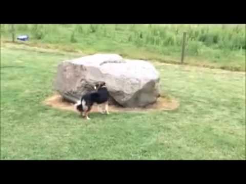 duck chasing dog around rock with yakety sax