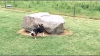 duck chasing dog around rock with yakety sax