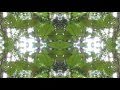IKARO DEL AYAHUASCA 