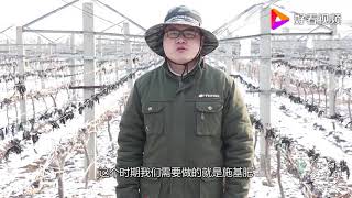 葡萄种植什么时间最忙？小阳说是这个时间段，你知道吗？